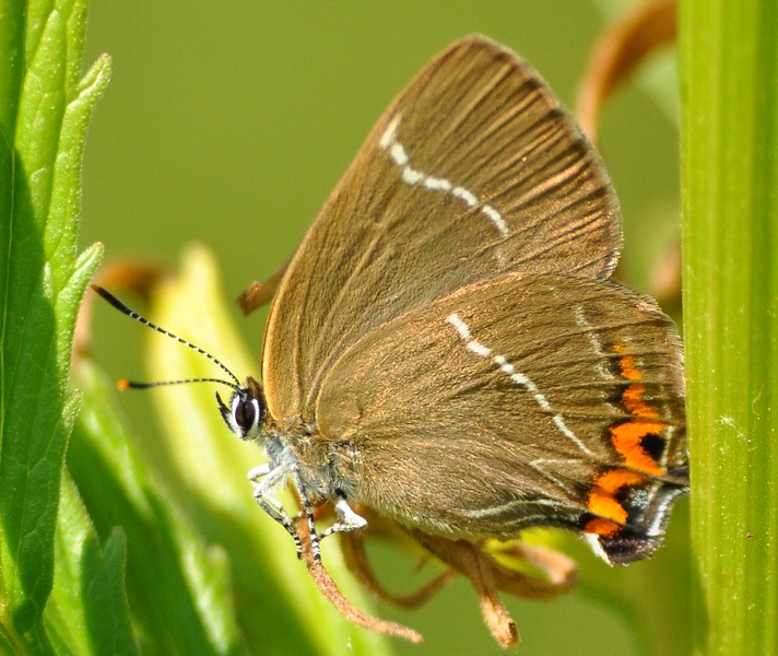 Satyrium